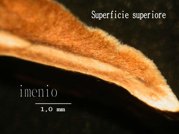 RitrovamentoAdel18.11.11sotto Quercia(Xylobolus subpileatus)